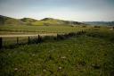 Central Californian vineyard